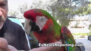 Mookie The Talking Parrot [upl. by Serdna]