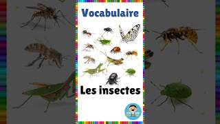 Vocabulaire  les insectes  Français eme vocabulaire insectes français [upl. by Yemorej]