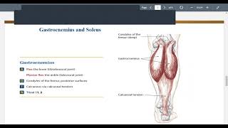 Gastrocnemius and Soleus for Massage Therapist [upl. by Ecirtnas541]