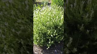 Lavender fall pruning and planting  Lavandula stoechas gardening plant garden [upl. by Festa705]