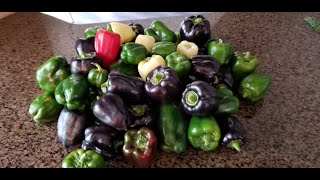 Blanching Sweet Peppers from garden to freezer [upl. by Gensmer578]