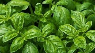 6 Herbs amp Plants that repel insects [upl. by Hendrickson]