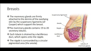 Anatomy of Thorax  chest part 1  شرح بالعربي [upl. by Crofton]