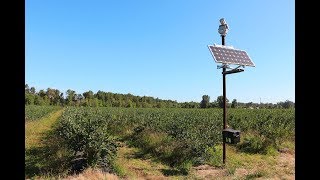 Vogels verjagen met laserlicht bij bosbessenteler  99 vogel reductie [upl. by Dane]