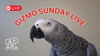 Gizmo McFly Sunday Live [upl. by Sarge]