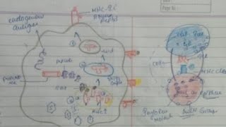 Antigen ProcessingEnd And Exo And Antigen Pressenting [upl. by Ahsenod]