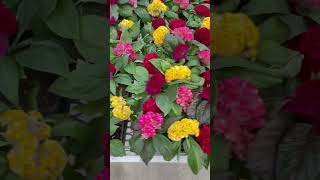 Different types of Celosia for your garden  Celebrate the Year of the Celosia [upl. by Kisung]