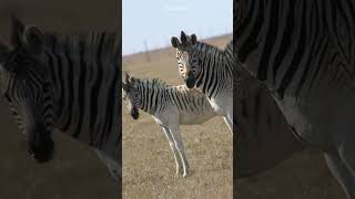 Discover the Amazing Quagga Natures Marvel shorts buzzbilt [upl. by Jorrie]