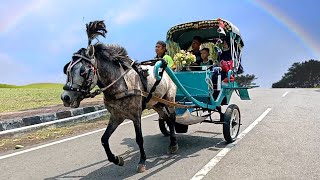 Naik kuda delman kajen naik kuda lagu naik delman istimewa kuda poni kuda abu abu horse video [upl. by Rebna]