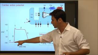 Cardiac Action Potential  Tutorial [upl. by Adnofal]