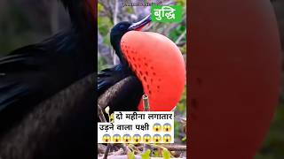 The Incredible Journey of the Worlds Most Adventurous Bird  facts buddhibarhao education [upl. by Ojybbob]