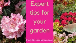 Growing rhododendrons  what you need to know [upl. by Akitahs762]