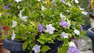 Kiss Me Quick Flower Yesterday Today and Tomorrow Plant  Brunfelsia Pauciflora [upl. by Hebe]