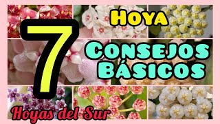 HOYA 7 Consejos Básicos Flor de Cera Porcelana Nácar 7 basic tips for Hoya care [upl. by Nilhtac847]