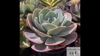 Echeveria Imbricata Quick Overview amp Care Tips [upl. by Martijn514]