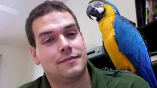 Rachel Talks Finally on Camera Macaw Talking Parrot Talking [upl. by Deena]