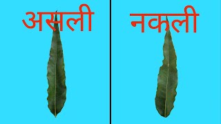 नकली अशोक और असली अशोक के पेड़ में अंतर। Difference in Saraca indica and Polyalthia longifolia [upl. by Sitelc]