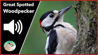 Great Spotted Woodpecker  Sounds [upl. by Atirys]