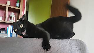 Funny Cats Videos 2024 😸 Funny Cat Videos − Funny Cats [upl. by Elna239]