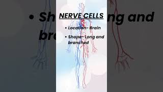 Do you know these cells with their name location and shape 🤔 trending learning neet shorts [upl. by Carolann]