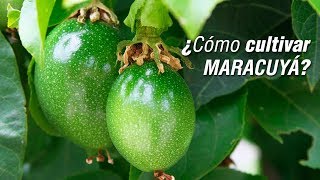 El cultivo de MARACUYÁ  Parchita  Chinola [upl. by Oram248]