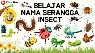 BELAJAR NAMA SERANGGA DALAM BAHASA INGGRIS  NAMES OF INSECT LEARN ANIMALS NAMA BINATANG NAMA HEWAN [upl. by Azyl301]