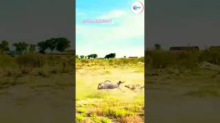 Hyena and Bison Fighting 😀 Shorts animals wildlife bison hyena shorts funny [upl. by Rebe96]