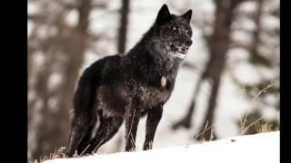 The alarm barking of an alpha male wolf in Yellowstone [upl. by Ottillia]