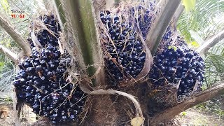 Palm Oil Seeds Cutting Process  Palm Oil Farming  Village Vlogs [upl. by Eremihc888]