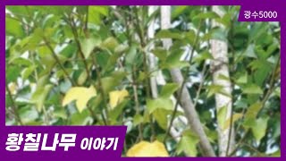 5 황칠나무 이야기 Korean dendropanax tree story [upl. by Uol298]