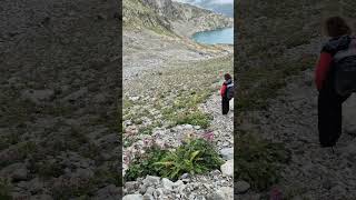 Chamois sur la descente du sommet mountains chamois hike [upl. by Lyrret516]