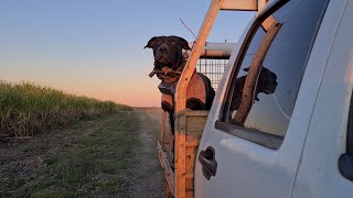 Confidence building in a hunting dog Lola and me [upl. by Rabelais904]