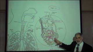 RESPIRATORY PHYSIOLOGY INTRO amp REVIEW OF FUNCTIONAL ANATOMY by Professor Fink [upl. by Carole]