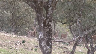 Montería en Fuente del Villar 20152016 [upl. by Ahsaten]