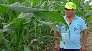 El maíz híbrido y el sueño del desarrollo agropecuario en Loreto [upl. by Drugi]