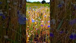 Utricularia reticulata [upl. by Aleakcim]