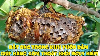 Bắt Ong Trong Khu Vườn Rậm Giúp Hàng Xóm Thoát Khỏi Nguy Hiểm  Catching Honey Bees Quickly an [upl. by Theresa]