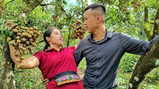 With Husband Harvesting Longan For Sale  Gardening And Growing Together  HuongTran  Daily Life [upl. by Rikahs]