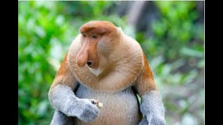 Proboscis monkey [upl. by Eed603]