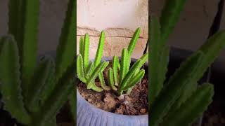 Stapelia grandiflora how to propagate Succulent tips [upl. by Hnamik475]