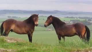 Exmoor ponies horseplay on North Berwick Law [upl. by Dihsar]