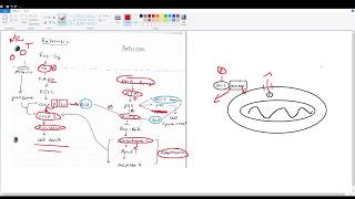 Apoptosis Intrinsic and Extrinsic pathways [upl. by Graaf]