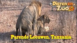 Parende Leeuwen in het wild Ruaha Tanzania [upl. by Trever]