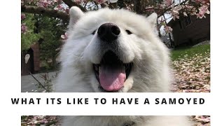 What its like to have a SAMOYED [upl. by Hastings]