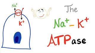 The SodiumPotassium NaK ATPase Pump  Active Transport [upl. by Riabuz80]