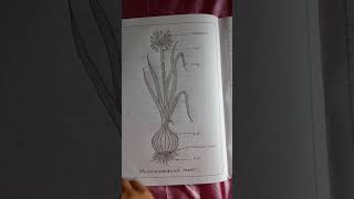 Dicot and Monocot Plants Practical notes [upl. by Prestige]