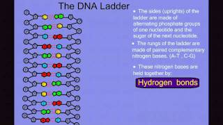 Transcription Made Easy From DNA to RNA 2019 [upl. by Henley121]