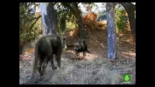 Lobos gigantes 2da parte DOCUMENTAL quotESPAÑOLquot [upl. by Hiasi]