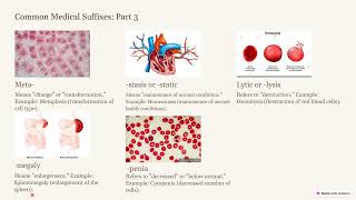 Introduction to medical terminology suffixes كورس المصطلحات الطبية المحاضرة الثالثة  Part 3 [upl. by Hpesojnhoj241]