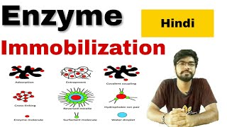 enzyme immobilization in hindi [upl. by Notsehc]